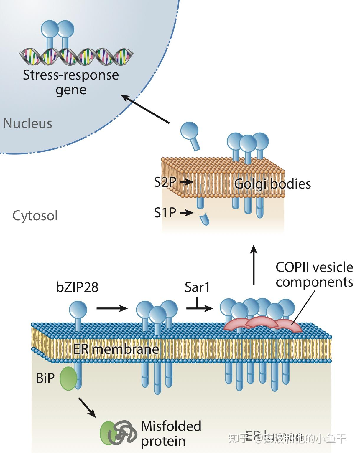 内质网胁迫与UPR响应 - 知乎