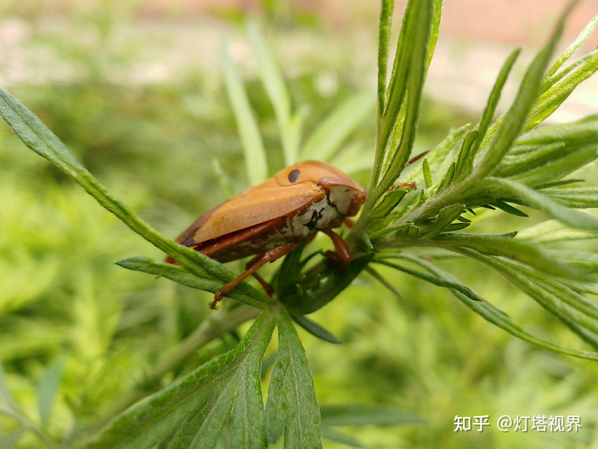 这只蝽虫是卡其色的