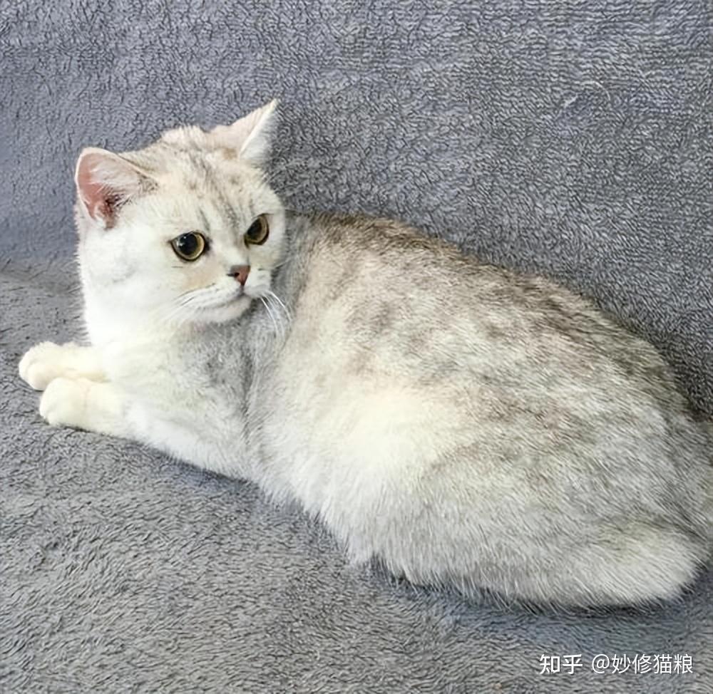美国短毛猫常见的“8种花色”，你全都认识吗？ - 知乎