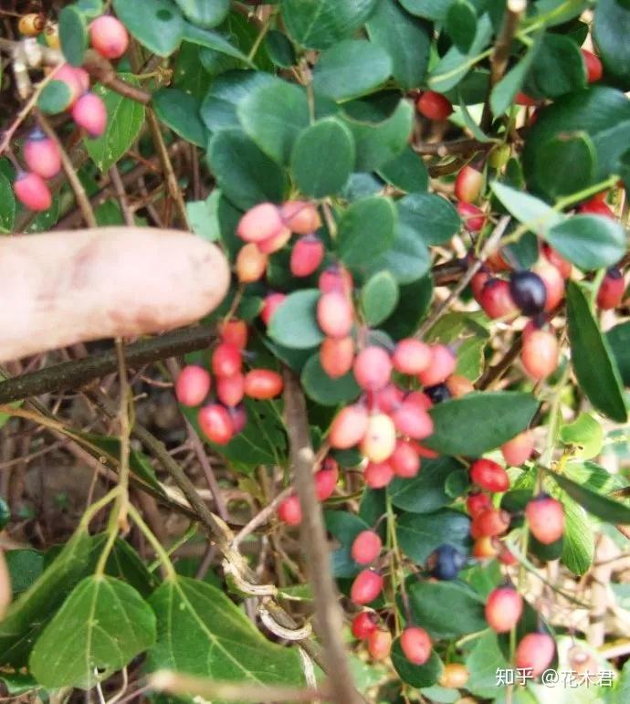 铁包金盆景的鉴赏与下山桩的栽培养护