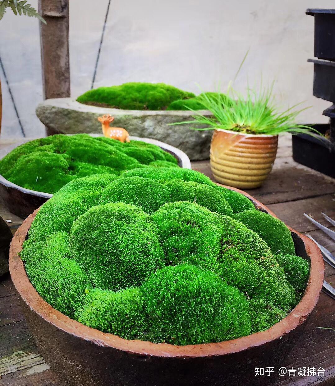 苔藓养护三要素