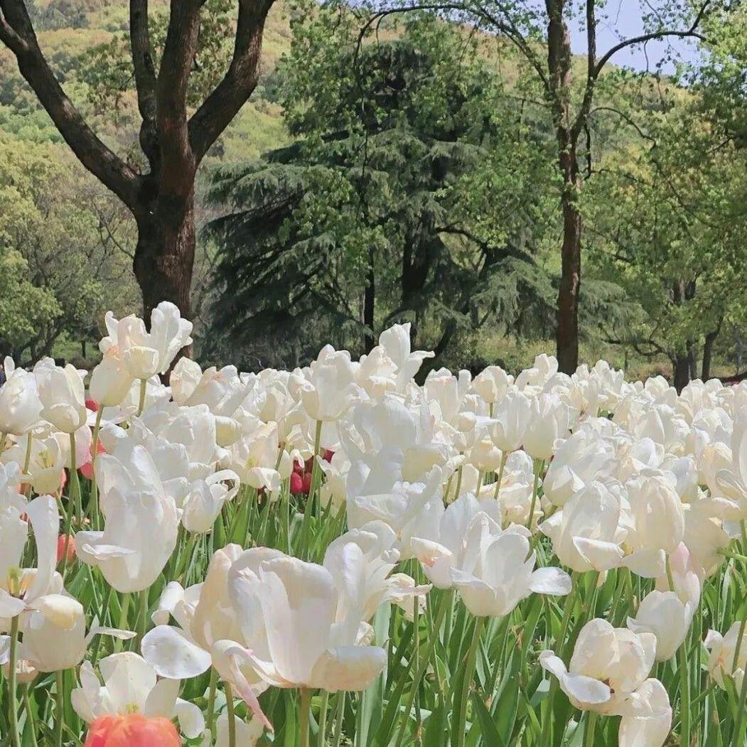 花系高清背景图图片