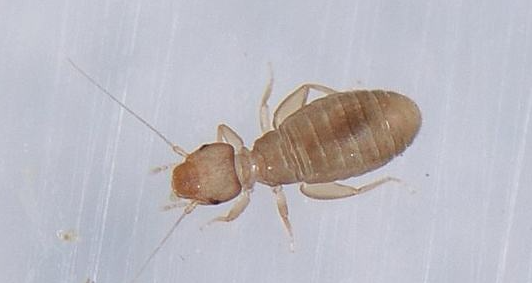 透明肉色在书本上爬过,这是什么虫? - 知乎