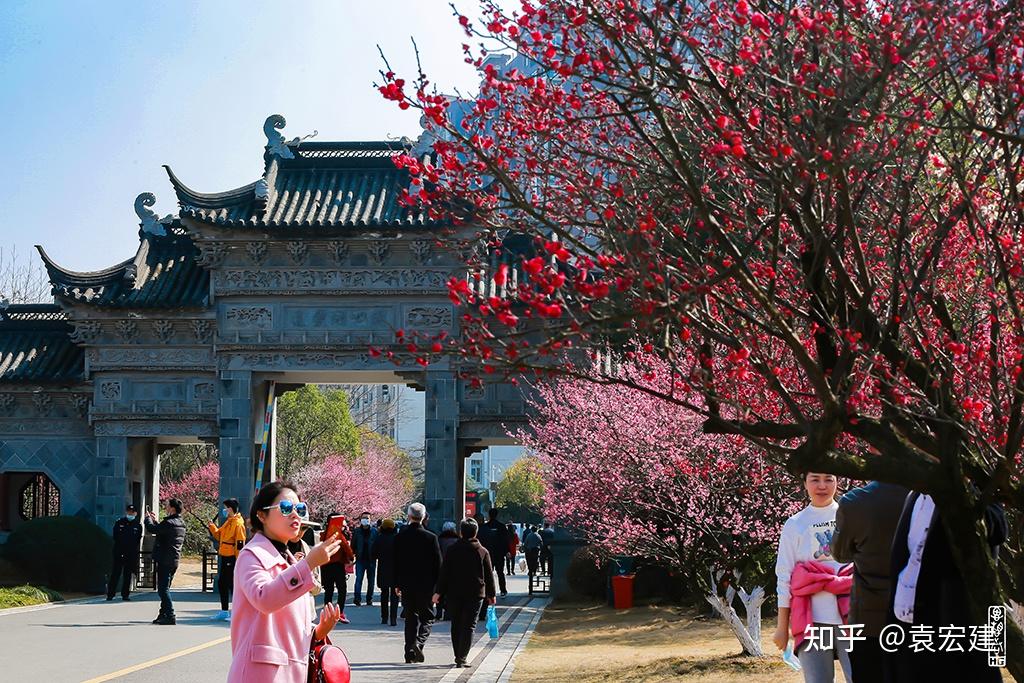 1,遗爱湖红梅傲雪景区顺便说一句,遗爱湖梅园观赏免门票,不收费,不象