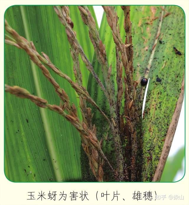 蚜虫危害的其他田间表现:参考:[1] 玉米蚜虫的防治方法与技术要点