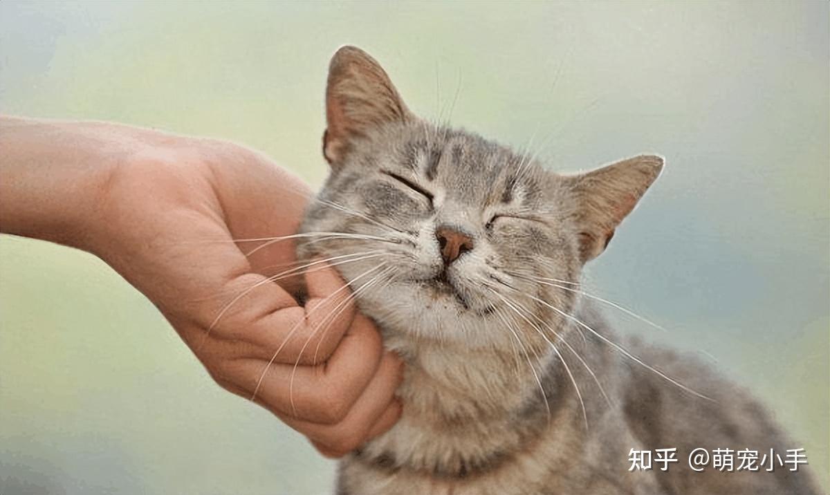 为啥摸猫的时候,它发出“咕噜”声,过一会却转头咬人呢? - 知乎