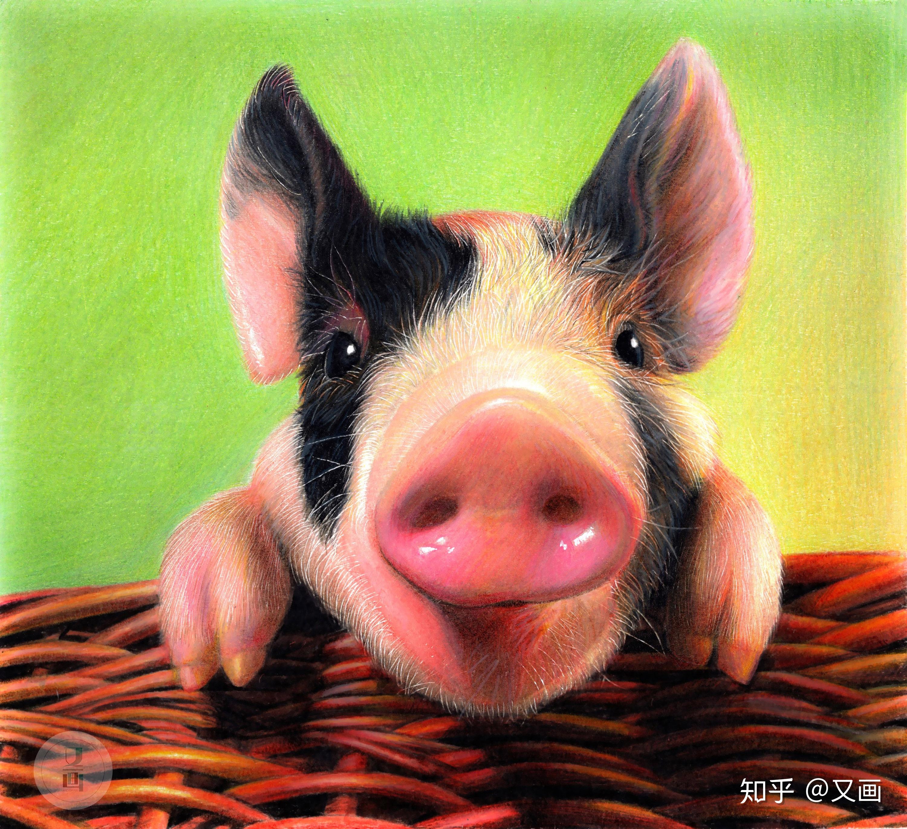 彩铅教程画2019年的第一头猪