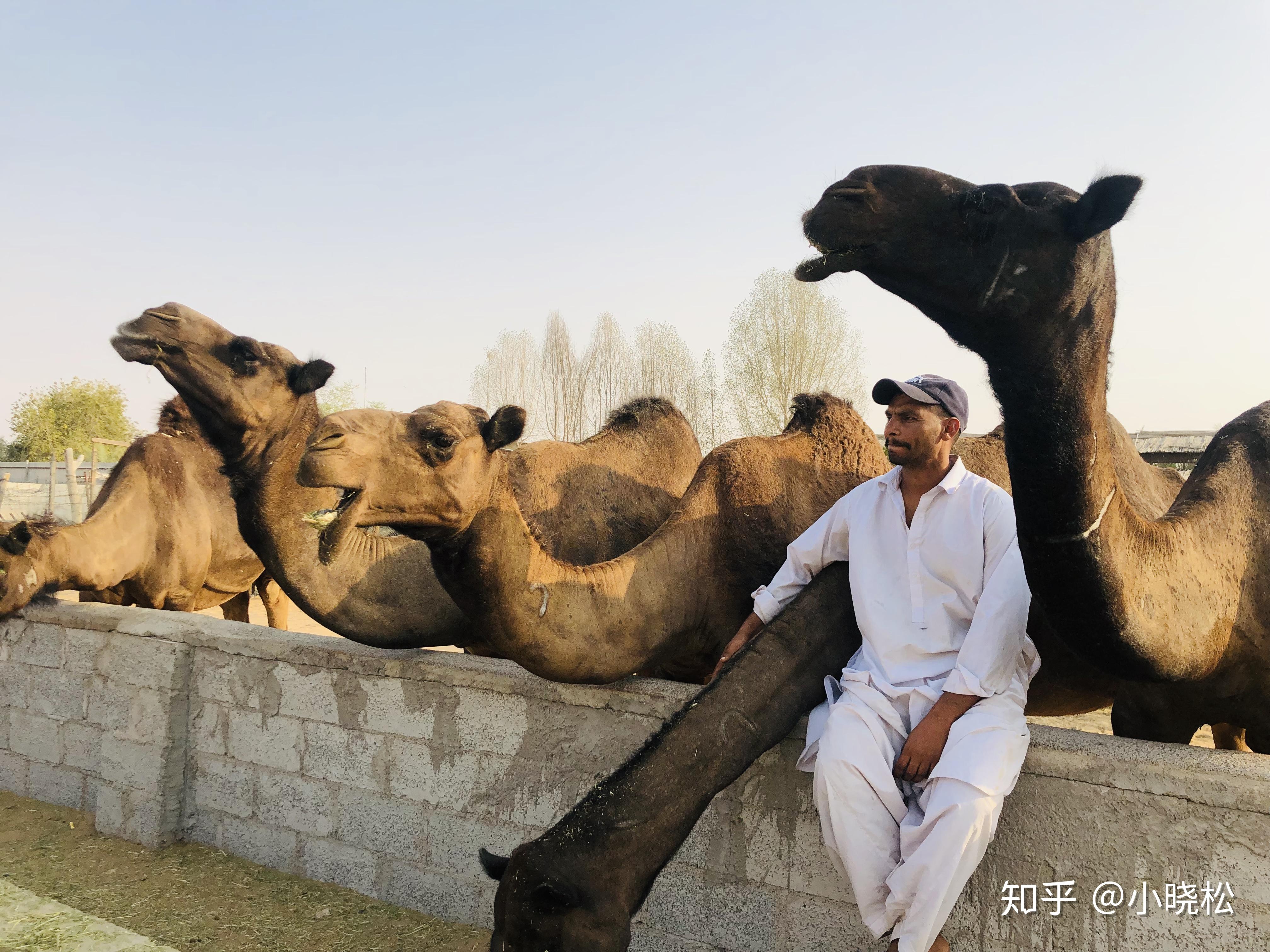 阿布扎比 | 零现金度过20小时的无敌攻略