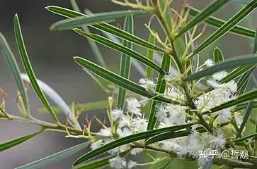 【植物学笔记】植物的适应性 - 知乎