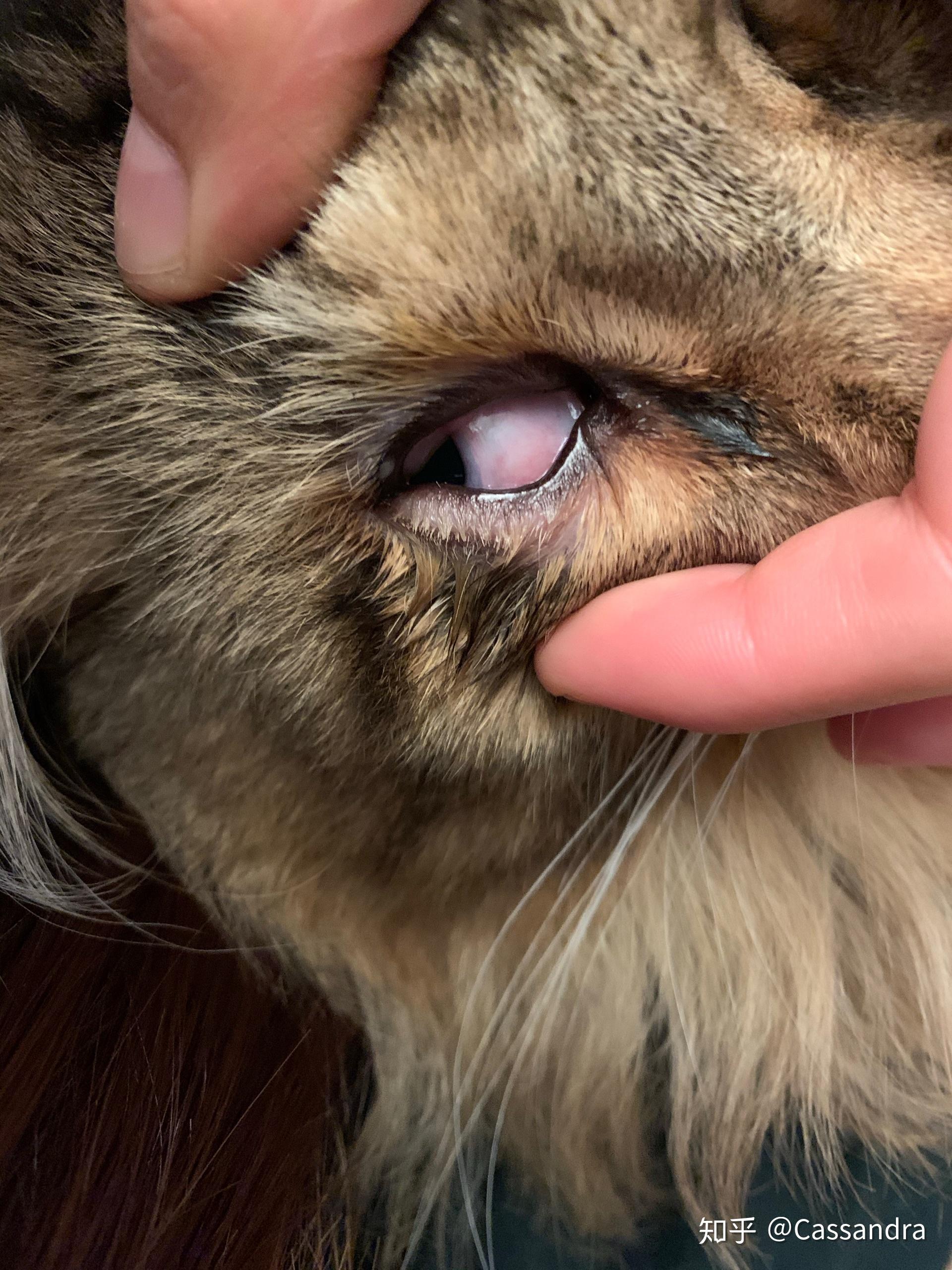 缅因猫角膜溃疡眼病治疗全记录