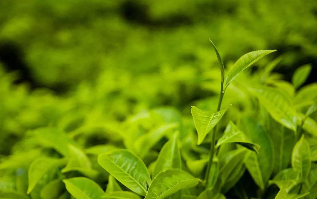 v2-30971c00c567d764de21f2f6eda4be73_1440w.jpg?source=172ae18b