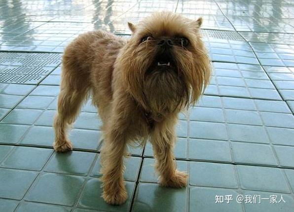 狗界最丑的狗狗8大排名,第一名你猜得到吗? - 知乎