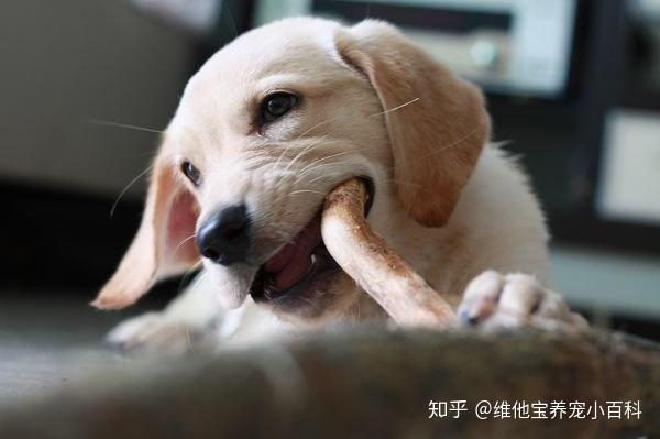 给狗狗吃咬胶时需要注意这几点