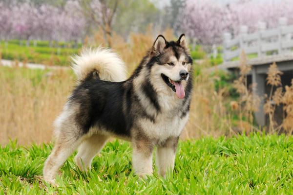 v2-30ad31ce4447e939231daeecd181a2ae_1440w.jpg?source=172ae18b