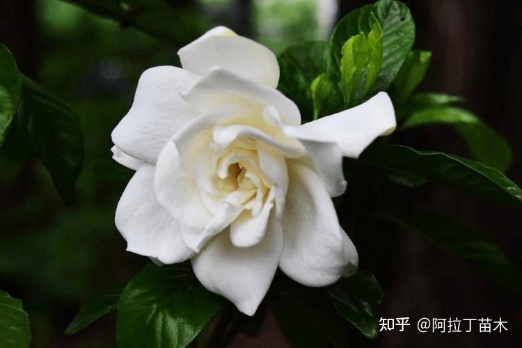 枙子花能种在家里吗 - 知乎