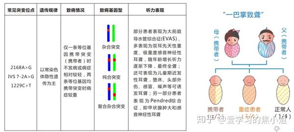 无声的世界,华丽的表演!——论耳聋基因检测的必要性