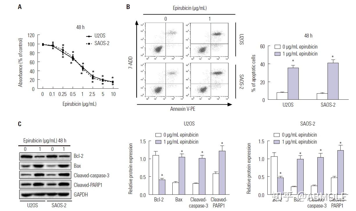 作者在研究过程中,测定了表柔比星对骨肉瘤细胞增殖和凋亡的影响.