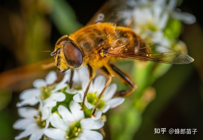 蜜蜂有两对翅膀,眼睛小,触角长而弯折,后退粗壮,有时可以看到挂带花粉