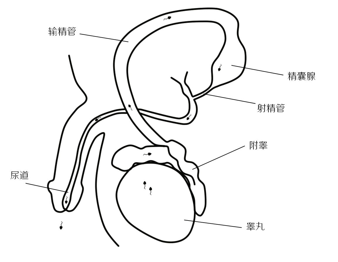 生殖系统结构简笔画图片