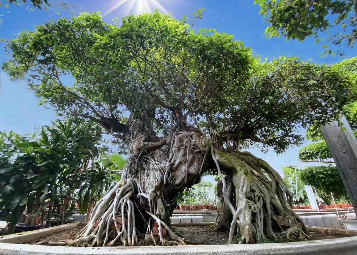 发现王国首列植物研学小火车发车了 观春色 绘春光 品春味 清明小长假踏青出游趣味多 知乎