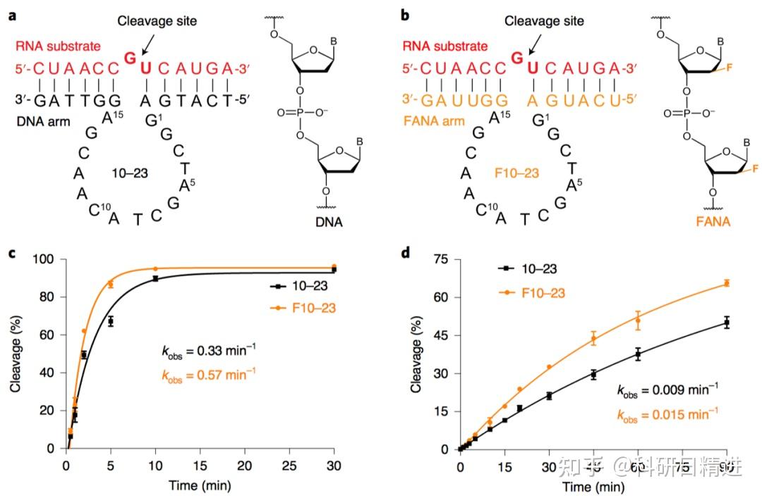 酶也可以是DNA:一种精准、高效、稳定的DNA酶及其应用前景 - 知乎