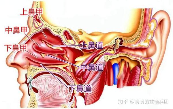 、中鼻甲、下鼻甲，每个鼻甲下方分别是对应的上鼻道、中鼻道、下鼻道。