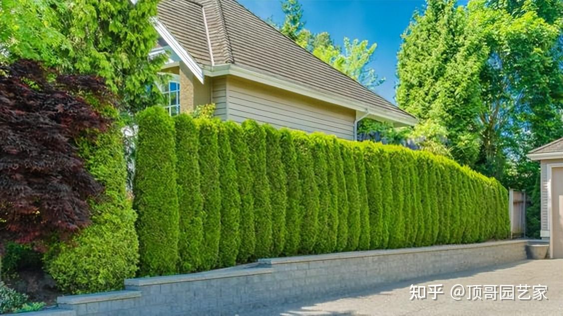 花园中种什么植物可以阻挡邻居的视线? - 知乎