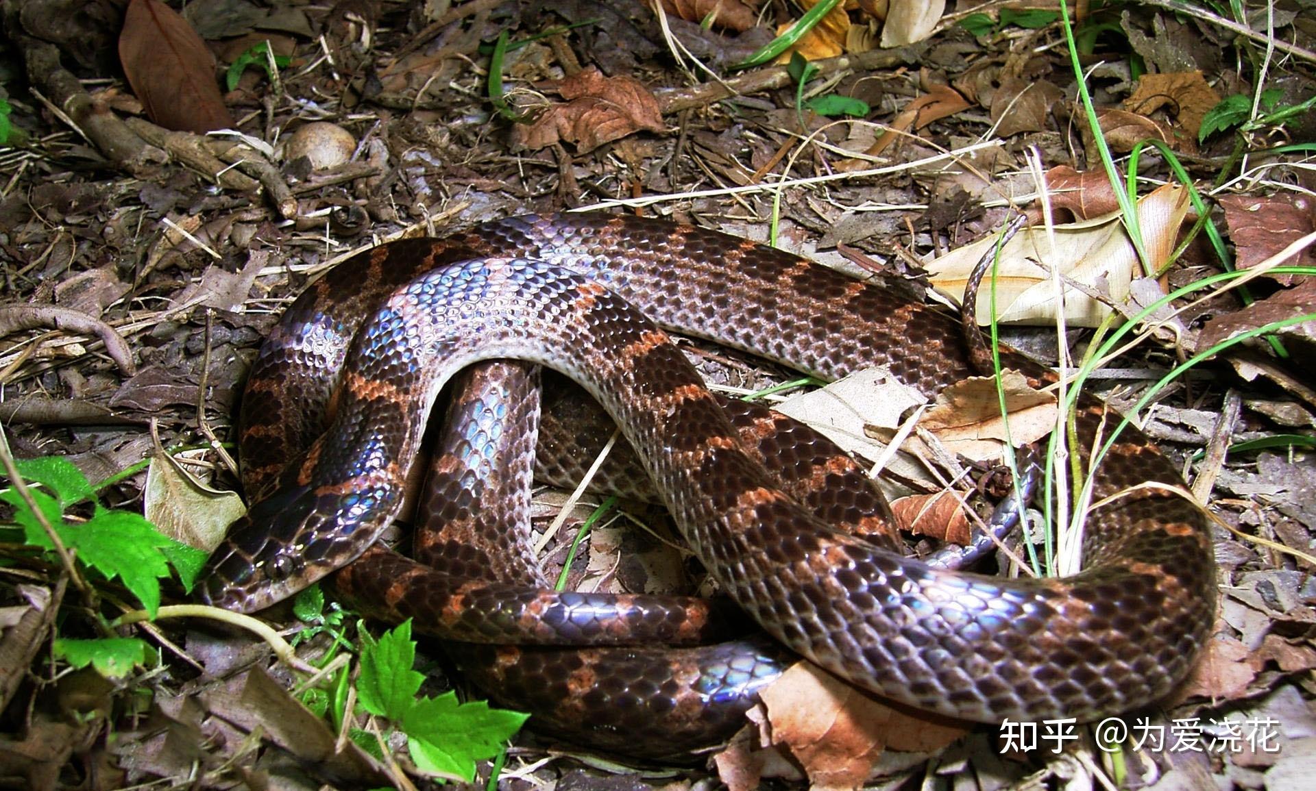 一种常见的小蛇——火赤链蛇 - 知乎