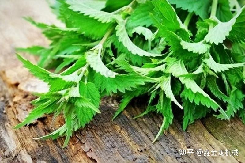 荨麻到底能干啥？荨麻纤维你了解吗？ - 知乎