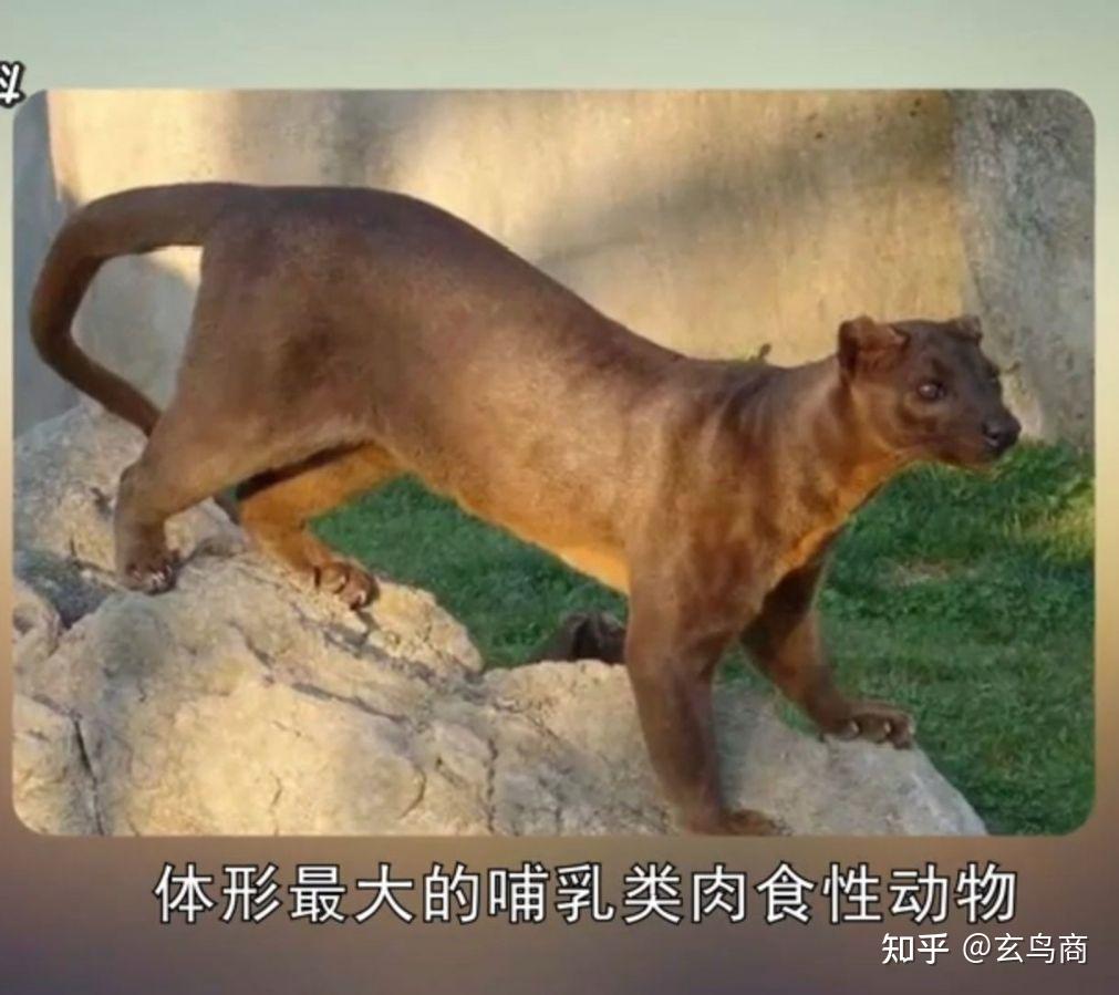 马达加斯加长尾灵猫图片