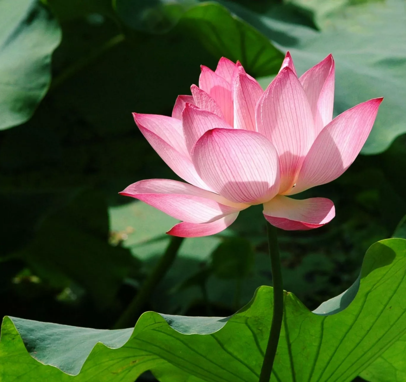 3. 六月花神——荷花