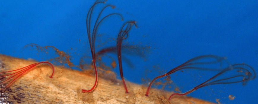 噬骨蠕虫具有一套很厉害的根系(root system,可以渗透进入鲸骨骼