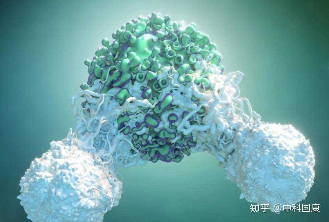 干细胞消除炎症的好帮手! - 知乎