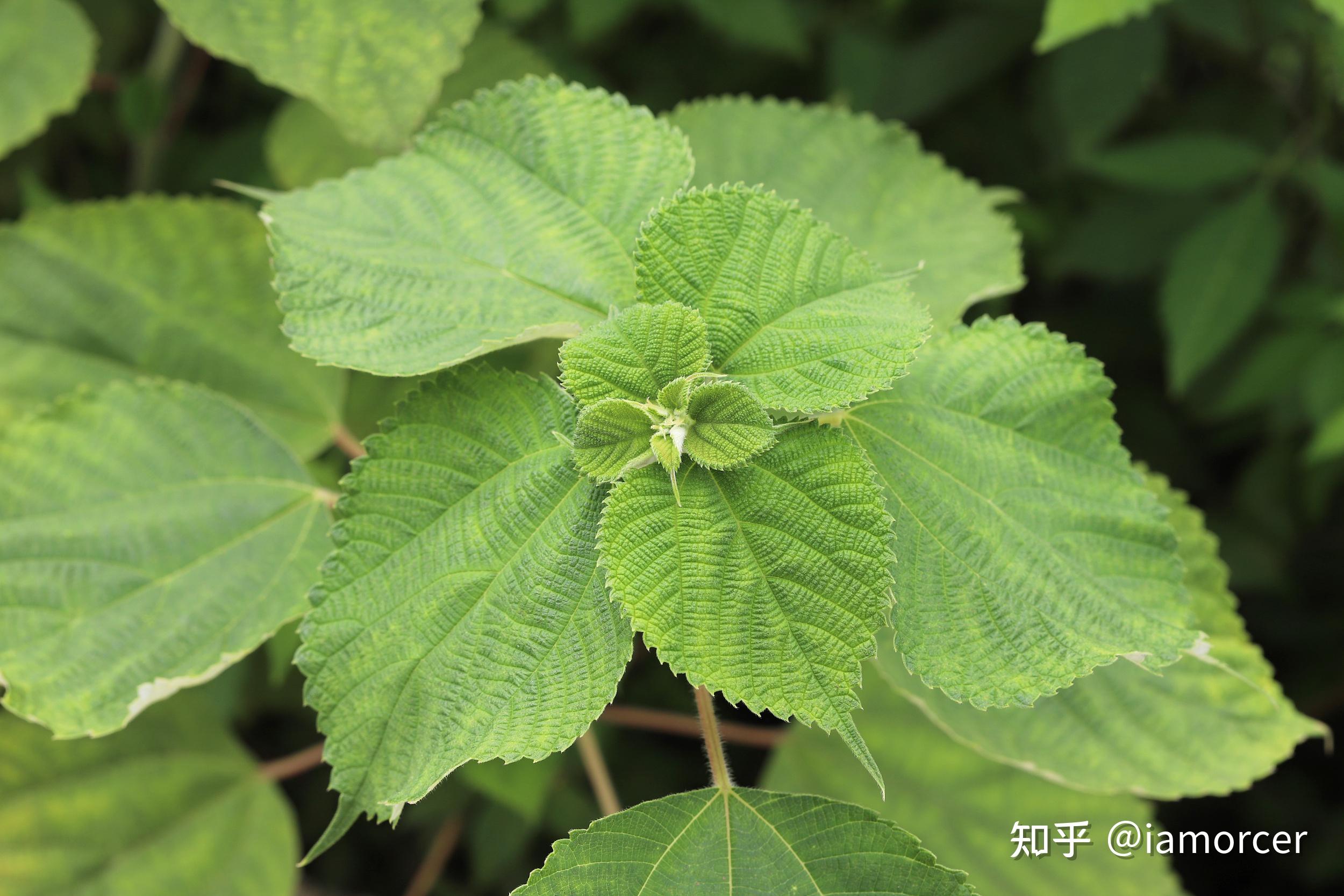 “中国草”是什么?夏布又是什么? - 知乎