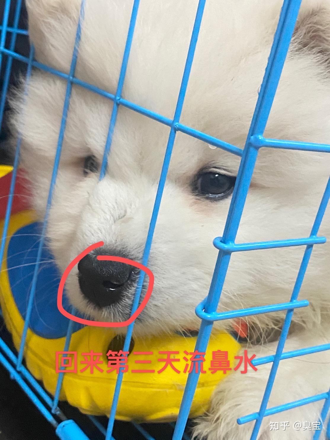 萨摩三个月到家第三天得细小和冠状病毒