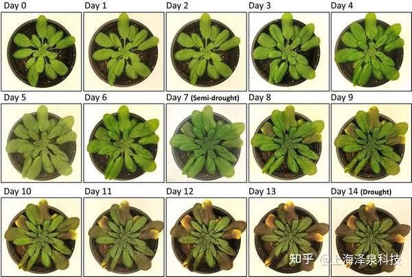 New Phytologist:干旱胁迫对拟南芥的两个光系统都有影响 - 知乎
