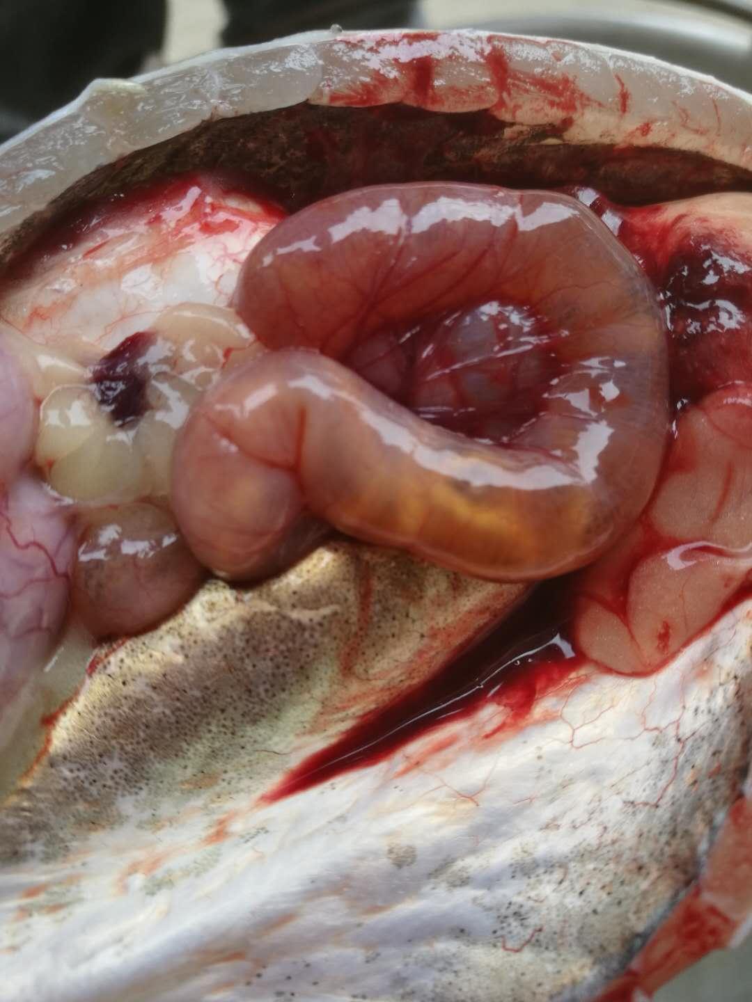 叉尾鮰肠道病套肠和肠型败血症