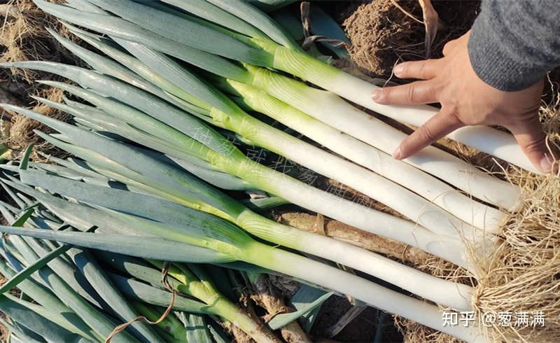 2023年的大葱种植户该何去何从? - 知乎