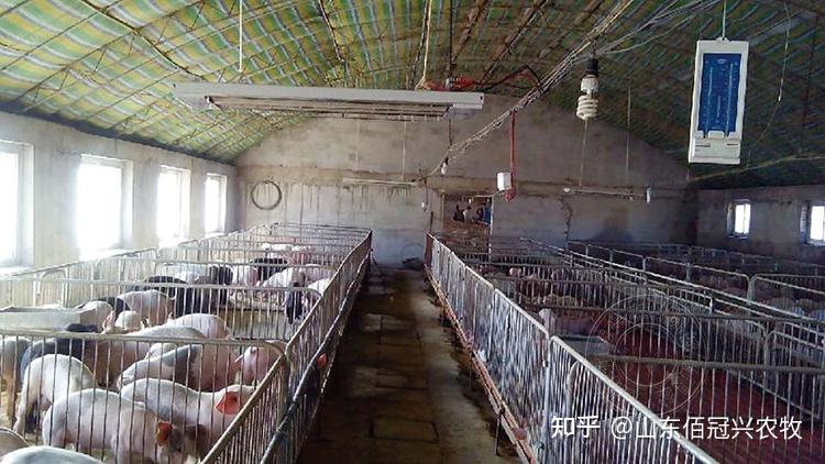 猪舍环境要如何进行控制? - 知乎