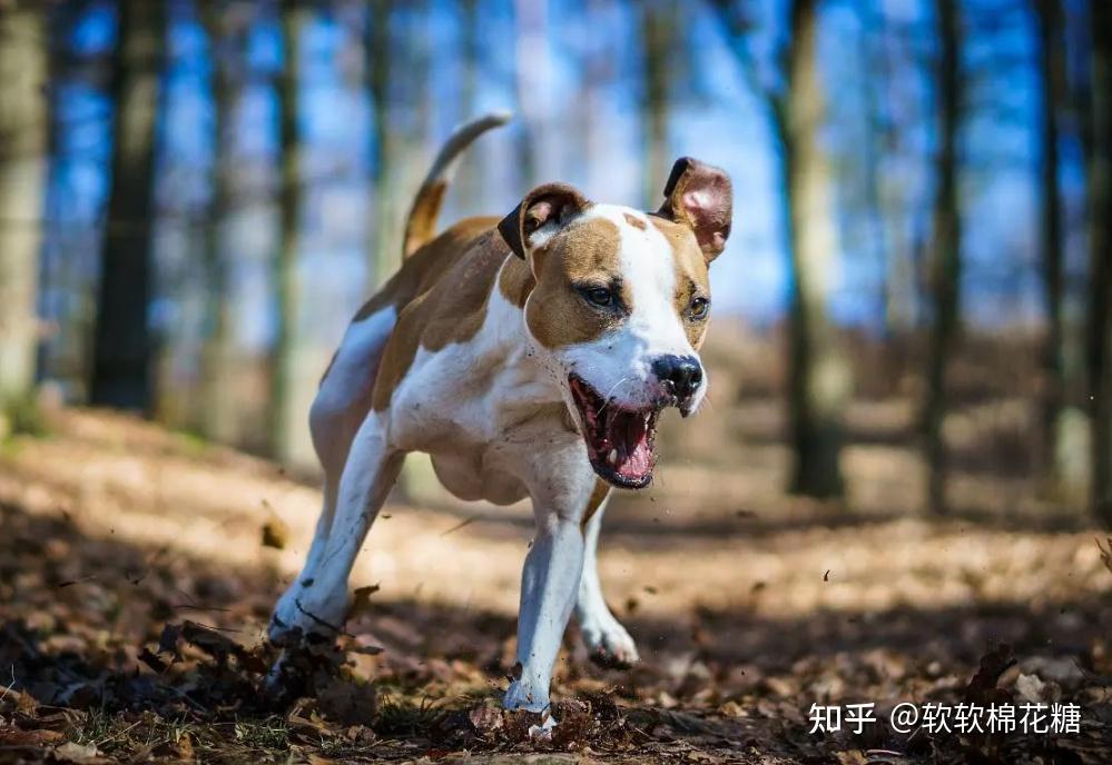 当狗狗遇到这几种情况时可能会发出惨叫