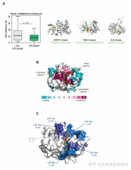 掌握一种机器学习方法：LiP-Quant，轻松识别药物靶点和结合位点 - 知乎