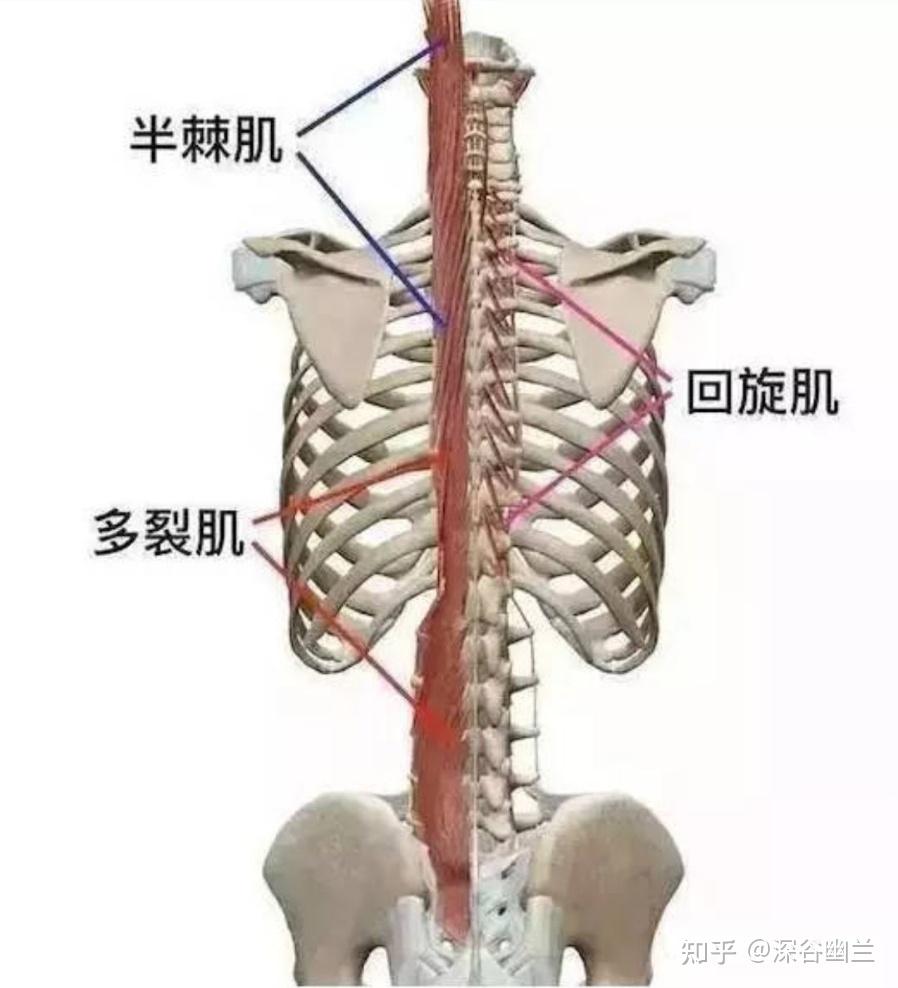 读书笔记胸腰椎脊柱旁肌肉触发点