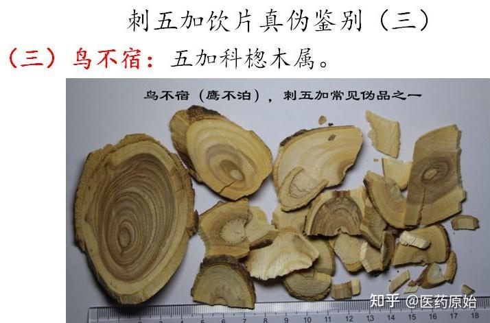 带你识别刺五加 - 知乎