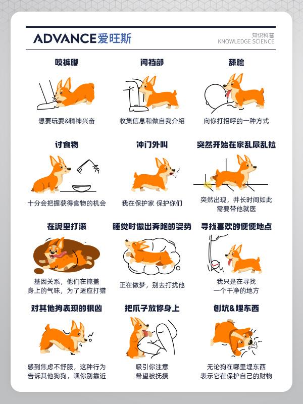 养狗小知识|狗狗常见的12种行为 - 知乎