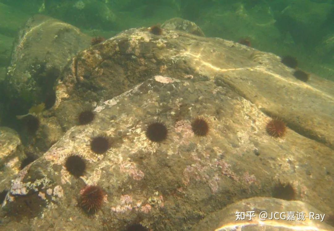 吃货福利来了澳洲政府求救海胆泛滥成灾