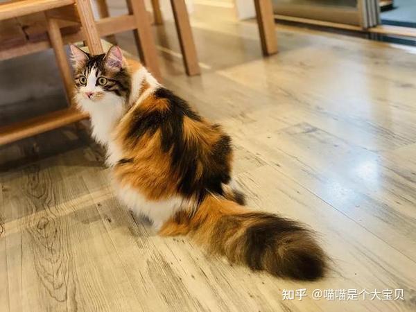 很多人嫌弃的“三花猫”，为什么被称为猫界的女神？ - 知乎