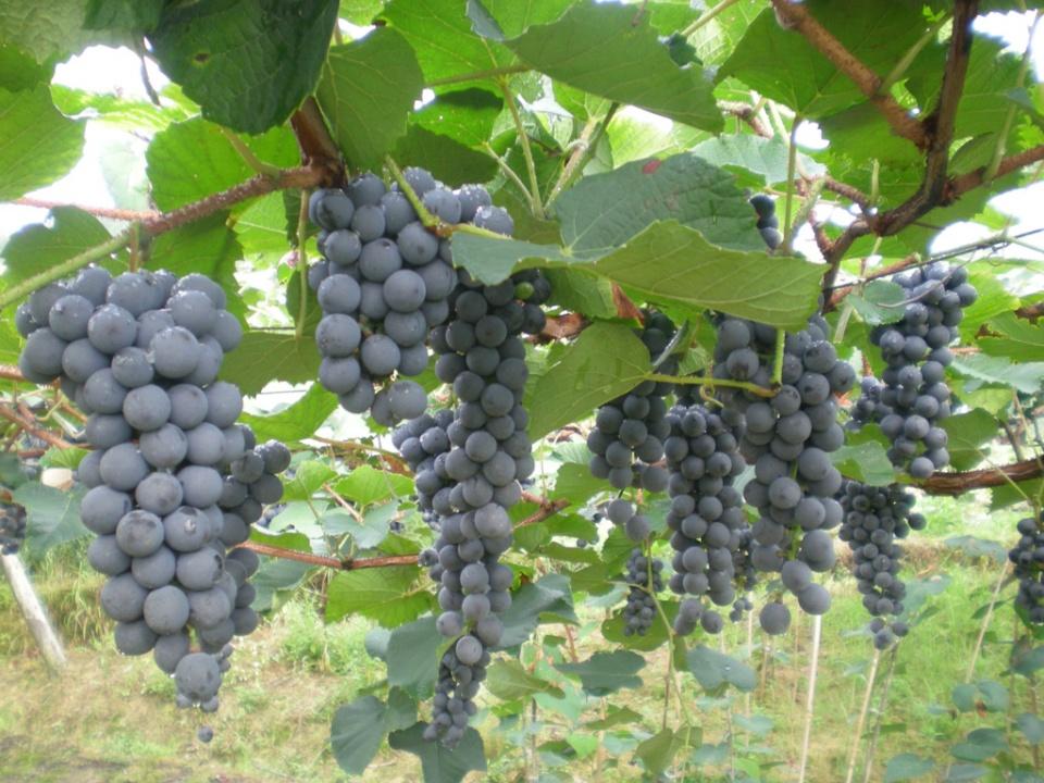 湘珍珠葡萄地域范围地理特征和品质特性