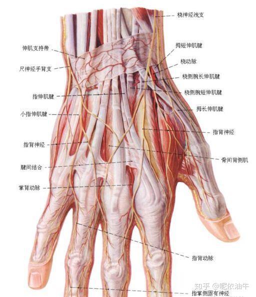手背解剖图图片