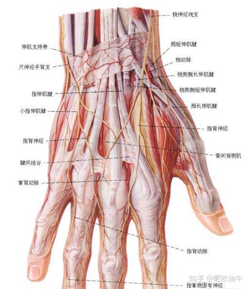手背神经解剖图图片