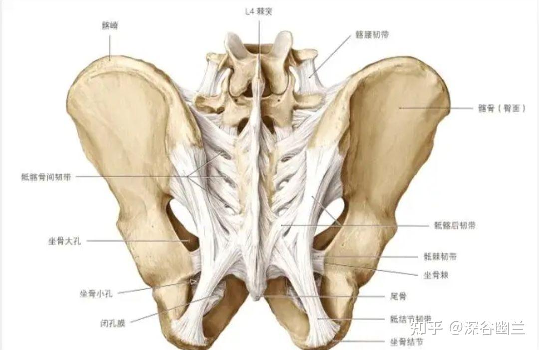 在这个部位,筋膜会与耻骨尾骨肌继续以相同的方向往前走行到耻骨结节